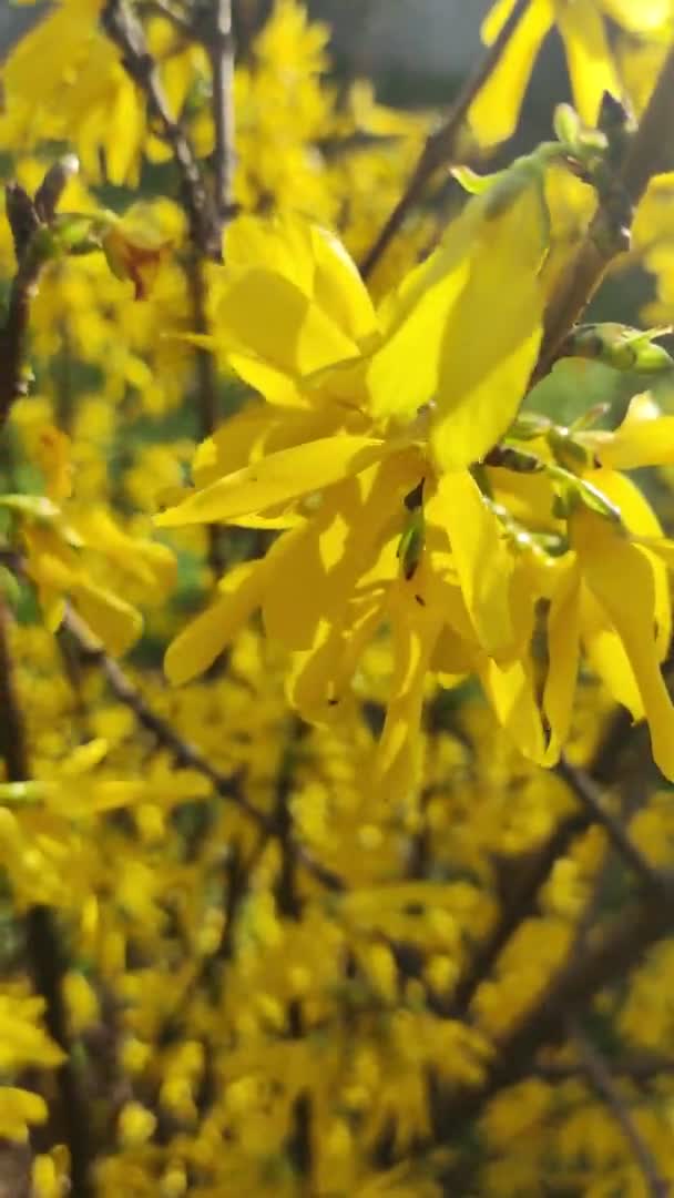 美しい黄色い茂み 黄色い花が咲きました 春の自然 春に咲く茂みの明るい黄色いフォーサイスティアの花 — ストック動画
