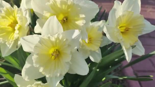 Krásné Jarní Narcisy První Jarní Květiny Žlutobílé Květiny Keř Narcisů — Stock video