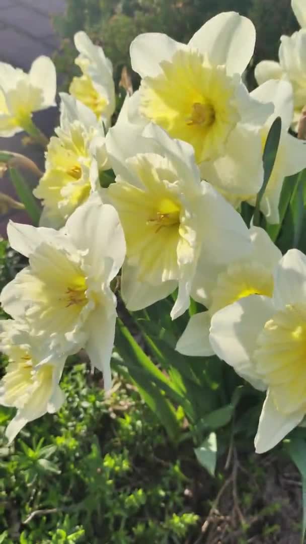 Piękne Wiosenne Żonkile Pierwsze Wiosenne Kwiaty Żółto Białe Kwiaty Krzak — Wideo stockowe