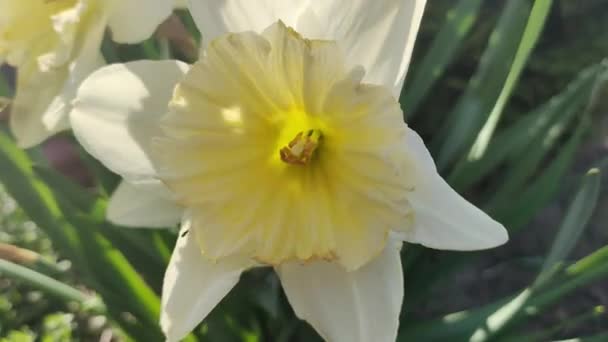 Hermosos Narcisos Primavera Primeras Flores Primavera Flores Amarillo Blancas Arbusto — Vídeos de Stock
