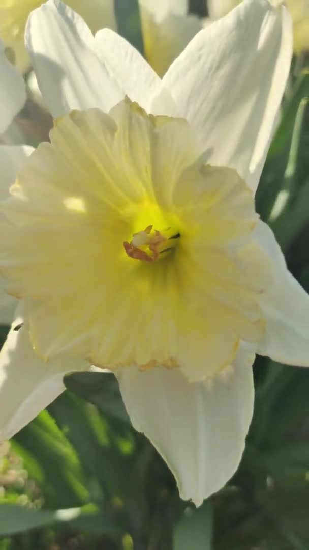 Gyönyörű Tavaszi Nárciszok Első Tavaszi Virágok Sárga Fehér Virágok Nárciszbokor — Stock videók