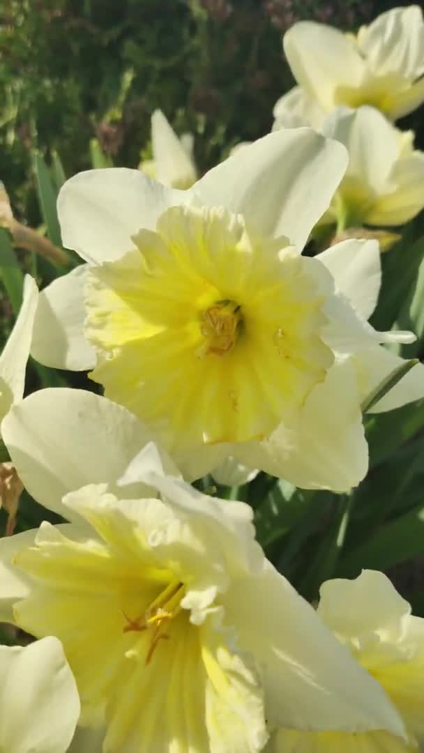 Schöne Narzissen Frühling Erste Frühlingsblumen Gelb Weiße Blüten Narzissenbusch — Stockvideo