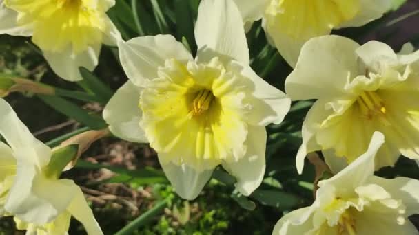 Hermosos Narcisos Primavera Primeras Flores Primavera Flores Amarillo Blancas Arbusto — Vídeo de stock