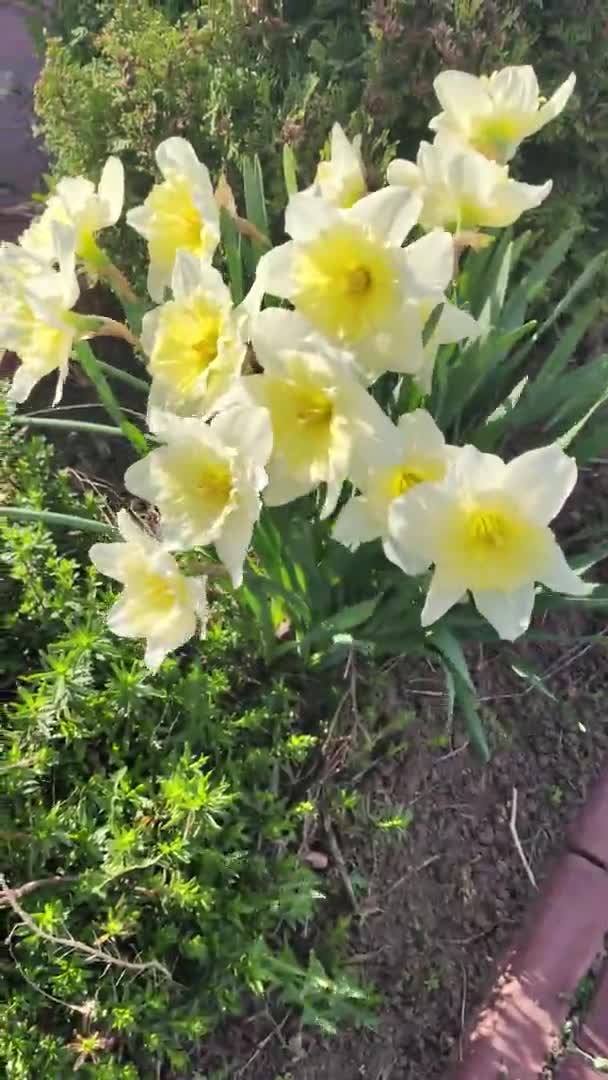 Piękne Wiosenne Żonkile Pierwsze Wiosenne Kwiaty Żółto Białe Kwiaty Krzak — Wideo stockowe