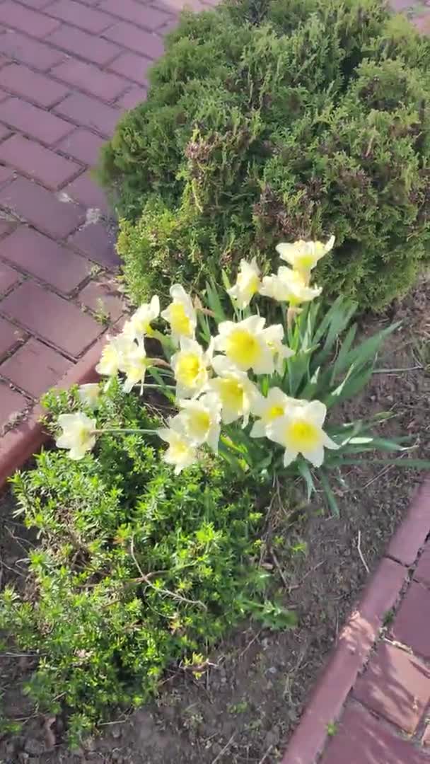 Vackra Vårpåskliljor Första Vårblommorna Gul Vita Blommor Påsklilja — Stockvideo