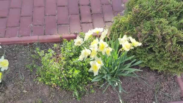 Krásné Jarní Narcisy První Jarní Květiny Žlutobílé Květiny Keř Narcisů — Stock video
