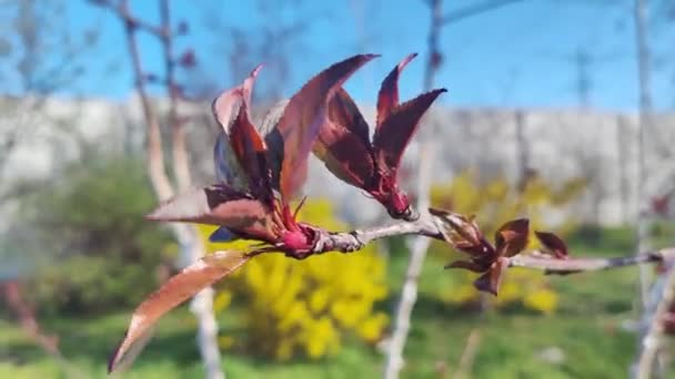 苹果树的红叶 采购产品勃艮第 红叶和花 春天的花 苹果树 装饰苹果树品种皇家 粉红色的苹果花 — 图库视频影像