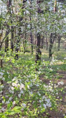 Ağaç beyaz çiçeklerle açar. bahar ağacı. Bahar doğası. Dallarda güzel beyaz çiçekler.