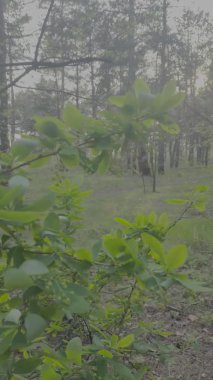 İlkbaharda yeşil çalı açar. Bahar doğası. Ağaçlar baharda çiçek açar. Düz renk profili. günlük profili.