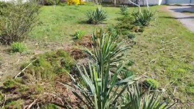 Yuca bitkisi. Yaprakların üzerindeki ışık ve gölge. Uzun yeşil yapraklar. Yuka gidiyor. 4k video. Yüksek çözünürlüklü video. Ycca. Liliaceae.