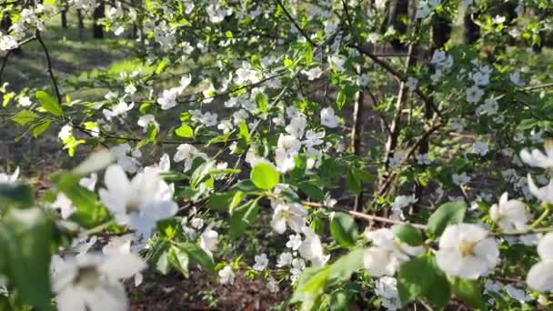 Blüht Der Baum Mit Weißen Blüten Frühlingsbaum Frühlingsnatur Schöne Weiße — Stockvideo