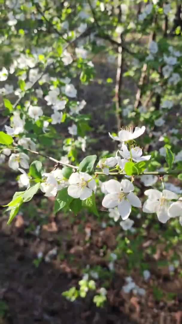 Drzewo Kwitnie Białymi Kwiatami Wiosenne Drzewo Wiosenna Natura Piękne Białe — Wideo stockowe