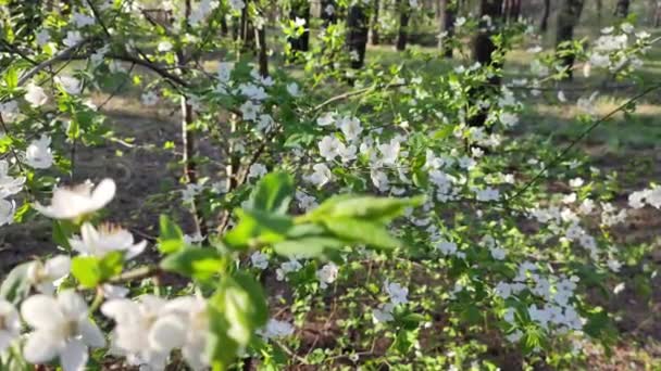 这棵树盛开着白花 春天的天性树枝上美丽的白花 — 图库视频影像