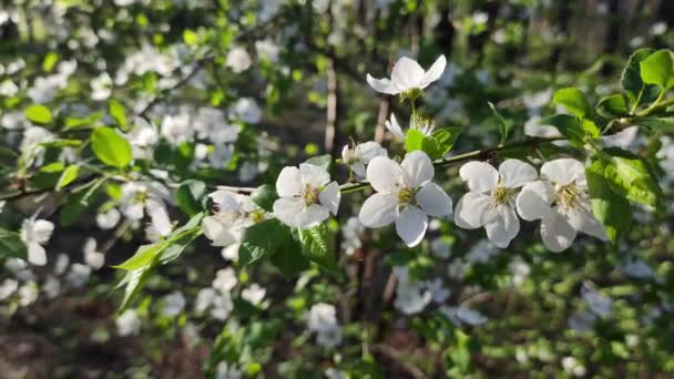 Boom Bloeit Met Witte Bloemen Voorjaarsboom Lente Natuur Mooie Witte — Stockvideo
