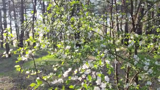 Boom Bloeit Met Witte Bloemen Voorjaarsboom Lente Natuur Mooie Witte — Stockvideo
