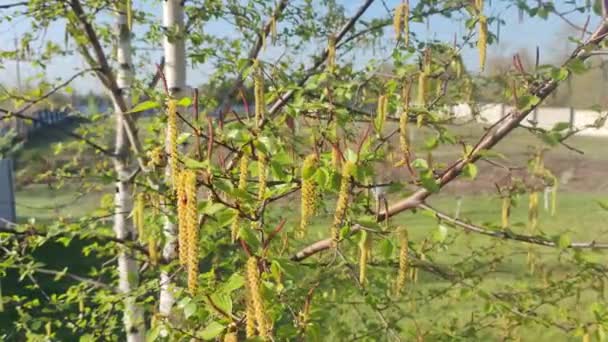 Ağaç Dalları Tomurcuklanır Lkbaharda Ağaçta Tomurcuklar Huş Ağaçları Çiçek Açar — Stok video