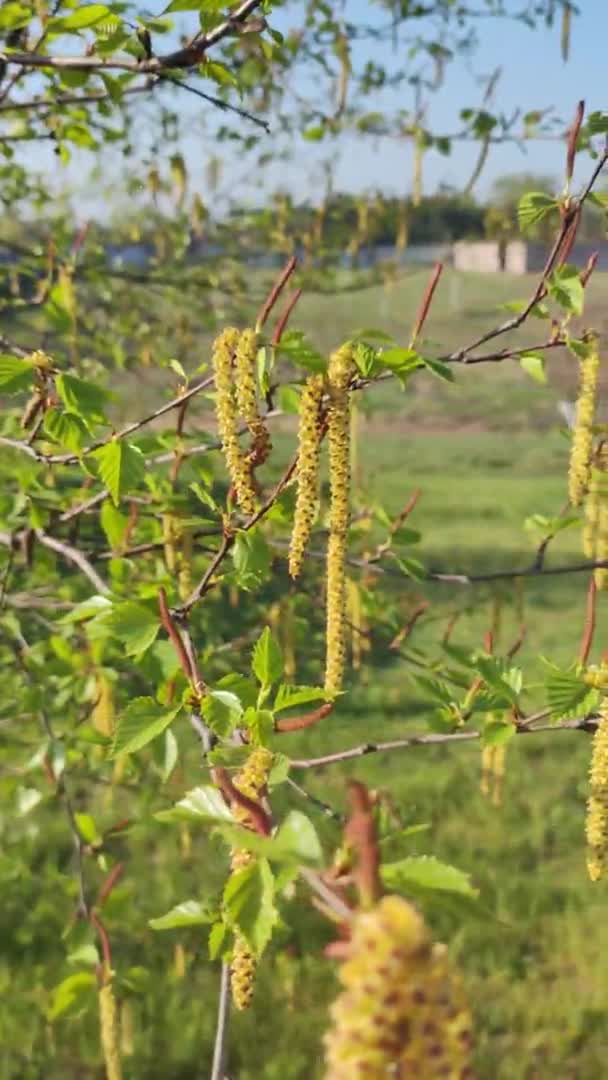Ağaç Dalları Tomurcuklanır Lkbaharda Ağaçta Tomurcuklar Huş Ağaçları Çiçek Açar — Stok video
