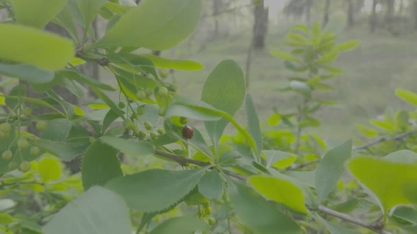 Gröna Buskar Blommar Våren Vårens Natur Träd Blommar Våren Platt — Stockvideo