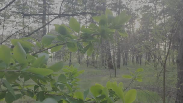 Zöld Bokor Virágzik Tavasszal Tavaszi Természet Fák Tavasszal Nyílnak Lapos — Stock videók