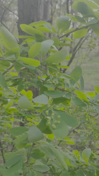 Lkbaharda Yeşil Çalı Açar Bahar Doğası Ağaçlar Baharda Çiçek Açar — Stok video