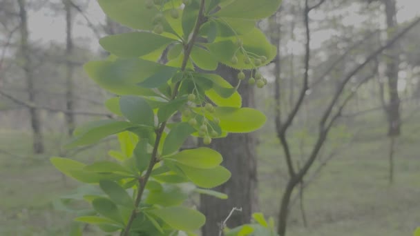 Arbusto Verde Floresce Primavera Natureza Primavera Árvores Florescem Primavera Perfil — Vídeo de Stock