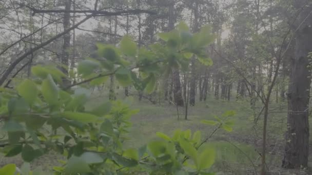 Groene Struik Bloeit Het Voorjaar Lente Natuur Bomen Bloeien Het — Stockvideo