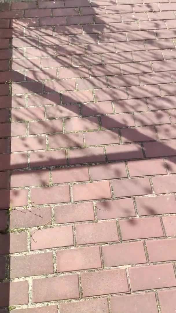 铺路板上的阴影 红色铺装板 人行道上的影子 青苔和青草穿过路上的石头 — 图库视频影像
