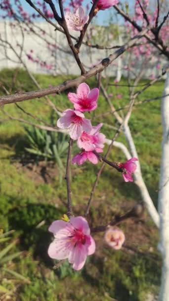 Růžové Květy Větvích Jarní Příroda Červené Růžové Květy Stromech Stromy — Stock video