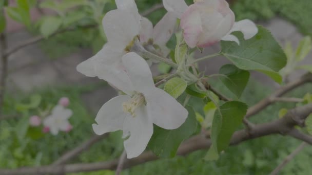 苹果花 苹果树在春天开花 扁平的色彩轮廓 日志配置文件 — 图库视频影像