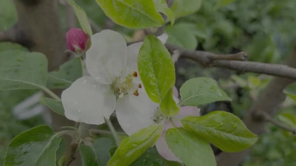 Цвіте Яблуко Яблуні Цвітуть Навесні Плоский Кольоровий Профіль Профіль Журналу — стокове відео