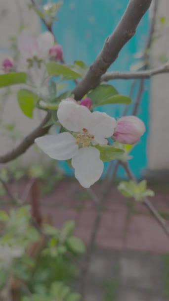 アップルブロス 春にアップルツリーが咲きました フラットカラープロファイル ログプロファイル — ストック動画