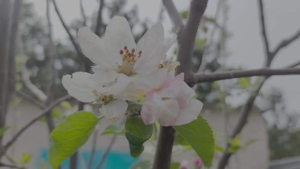 봄에는 사과나무가 피어납니다 편평한 단면도 프로필 — 비디오