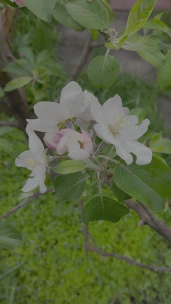 Kwiat Jabłoni Jabłonie Kwitną Wiosną Płaski Profil Koloru Profil Dziennika — Wideo stockowe