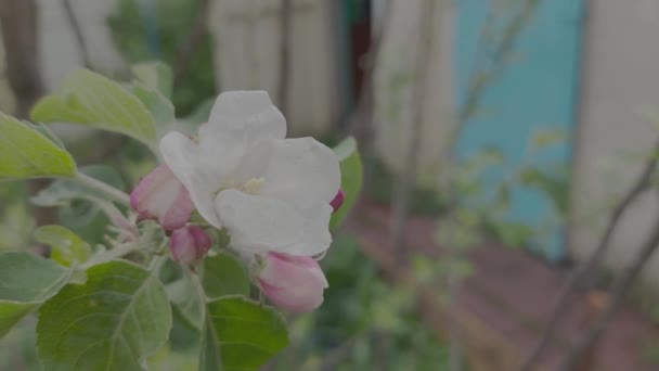 Άνθη Μήλων Μηλιές Ανθίζουν Την Άνοιξη Επίπεδο Χρωματικό Προφίλ Προφίλ — Αρχείο Βίντεο