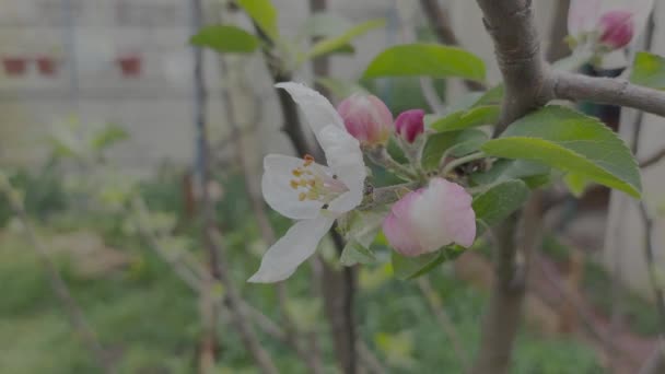 苹果花 苹果树在春天开花 扁平的色彩轮廓 日志配置文件 — 图库视频影像
