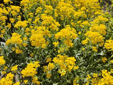 Sarı çiçek çalısı. Sarı çimen. Bir sürü küçük sarı çiçek. Bahar doğası. yaz çiçekleri.