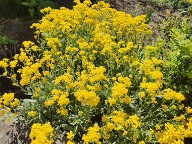 Sarı çiçek çalısı. Sarı çimen. Bir sürü küçük sarı çiçek. Bahar doğası. yaz çiçekleri.
