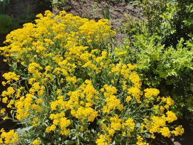 Sarı çiçek çalısı. Sarı çimen. Bir sürü küçük sarı çiçek. Bahar doğası. yaz çiçekleri.