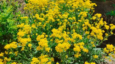Sarı çiçek çalısı. Sarı çimen. Bir sürü küçük sarı çiçek. Bahar doğası. yaz çiçekleri.