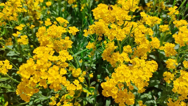 Arbusto Flores Amarelas Relva Amarela Muitas Pequenas Flores Amarelas Natureza Fotografia De Stock
