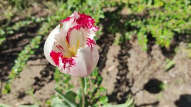 Kırmızı ve beyaz lale. Güzel bahar çiçeği. Yerde lale var. Bahar çiçekleri doğal arkaplan.