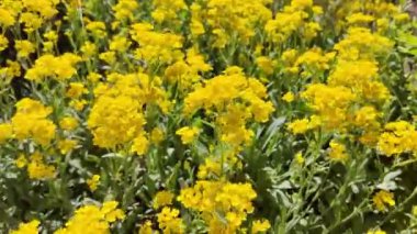 Sarı çiçek çalısı. Sarı çimen. Bir sürü küçük sarı çiçek. Bahar doğası. yaz çiçekleri.