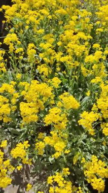 Sarı çiçek çalısı. Sarı çimen. Bir sürü küçük sarı çiçek. Bahar doğası. yaz çiçekleri.