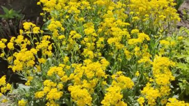 Sarı çiçek çalısı. Sarı çimen. Bir sürü küçük sarı çiçek. Bahar doğası. yaz çiçekleri.