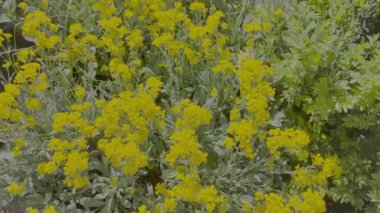 Sarı çiçek çalısı. Sarı çimen. Bir sürü küçük sarı çiçek. Bahar doğası. yaz çiçekleri.