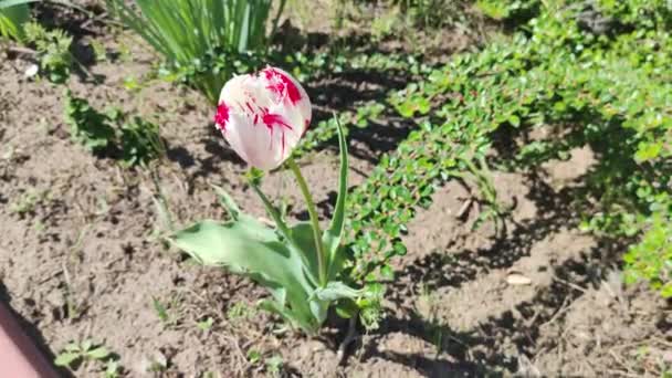 Czerwono Biały Tulipan Piękny Wiosenny Kwiat Tulipan Ziemi Wiosenne Kwiaty — Wideo stockowe