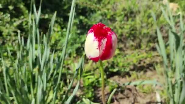 Kırmızı Beyaz Lale Güzel Bahar Çiçeği Yerde Lale Var Bahar — Stok video