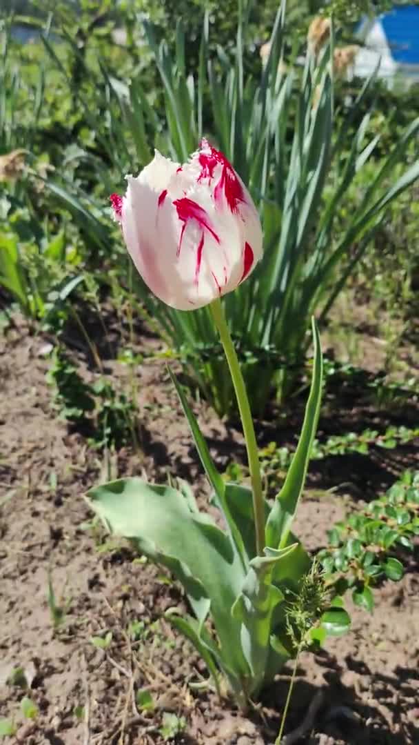 Rote Und Weiße Tulpe Schöne Frühlingsblume Tulpe Auf Dem Boden — Stockvideo