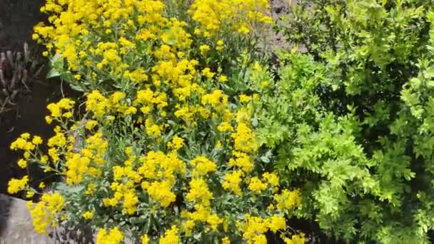 黄色い花のブッシュ イエローグラス たくさんの小さな黄色い花 春の自然 サマーフラワー — ストック動画