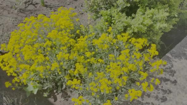 Θάμνος Κίτρινα Λουλούδια Κίτρινο Γρασίδι Πολλά Μικρά Κίτρινα Λουλούδια Ανοιξιάτικη — Αρχείο Βίντεο